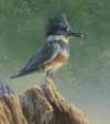 Joni Johnson- Godsy Belted Kingfisher