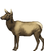 Elk Female